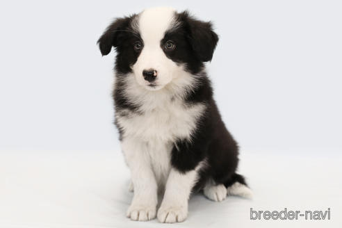 成約済の神奈川県のボーダーコリー-162690